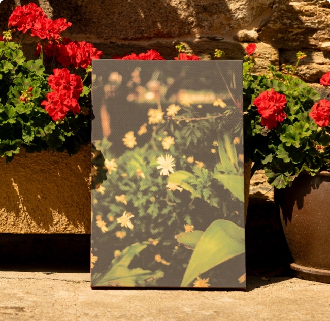 Lienzos Fine Art